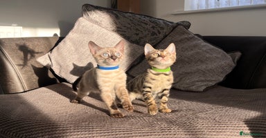 Bengal cats - Advert 12