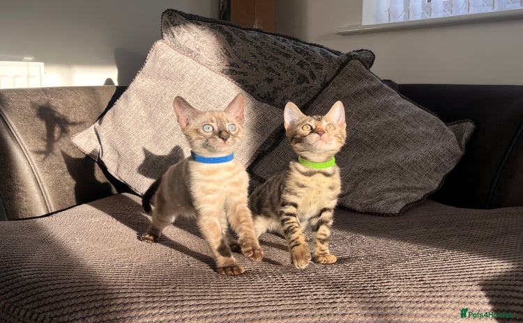 Bengal cats - Advert 2