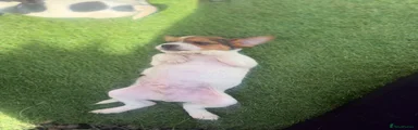 Jack Russell 3