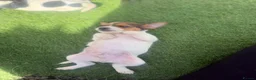 Jack Russell dogs for sale: 5 beautiful Jack Russell puppies  in Wickford - Advert 27