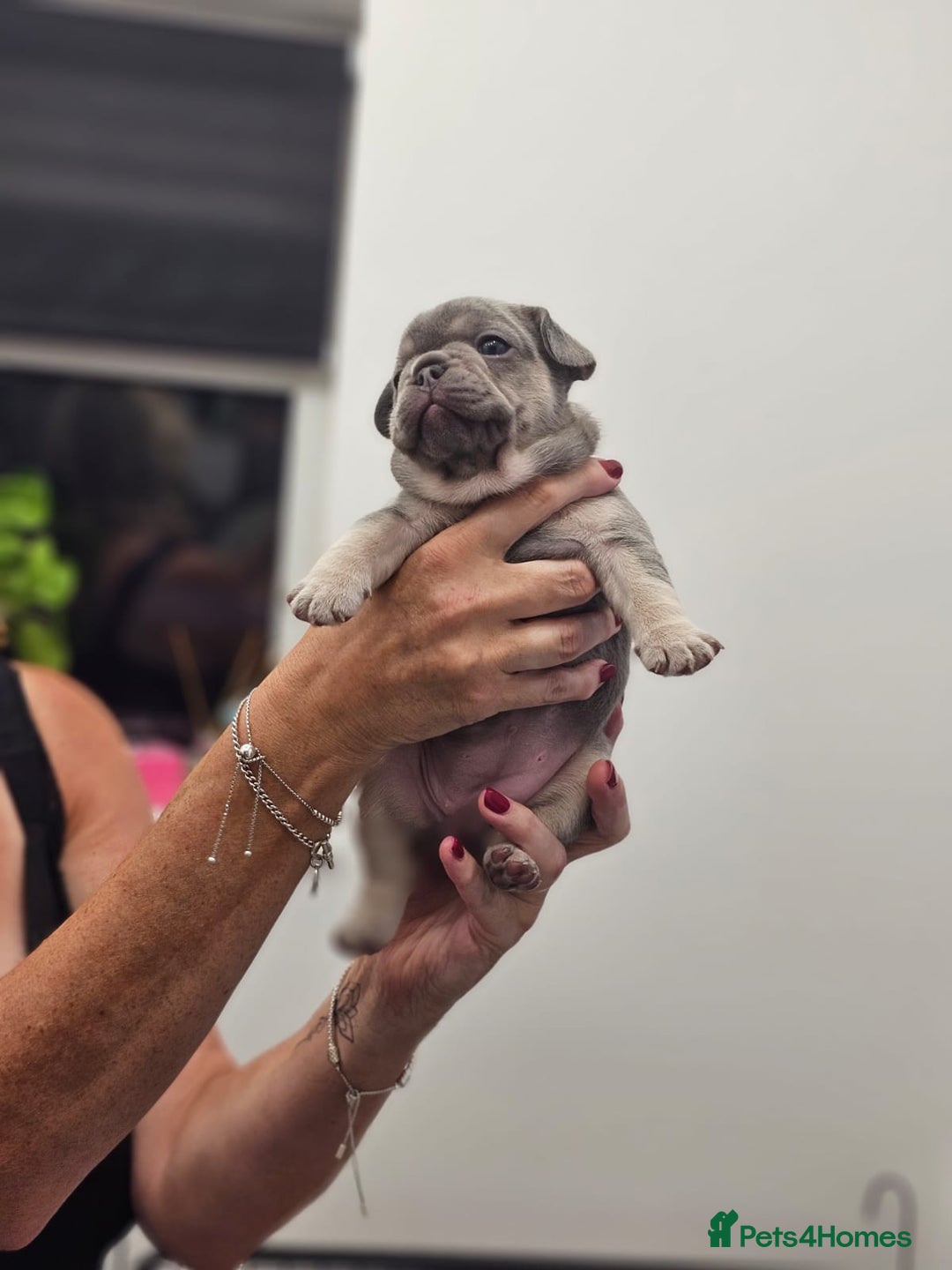 French Bulldog dogs for sale: 6 French Bulldog puppies (3 girls, 3 boys) - Image 8