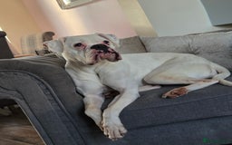 Boxer dogs for sale: Lovely boxer - Image 5