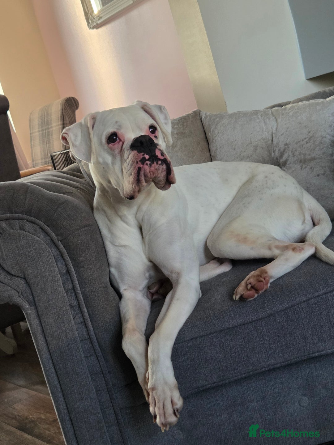 Boxer dogs for sale: Lovely boxer - Image 5