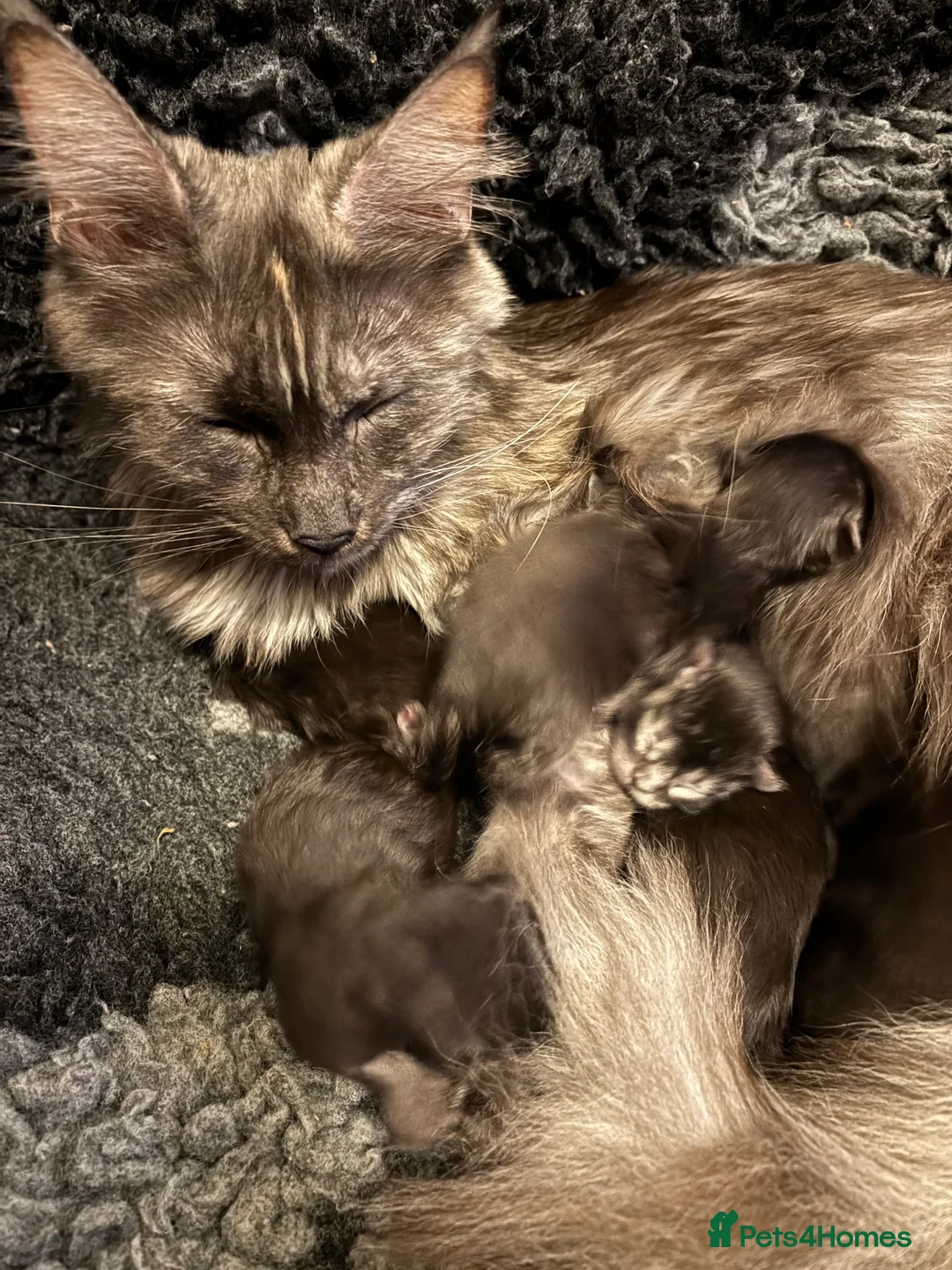 Maine Coon cats for sale: 5 beautiful Grey Smoke Maine Coon Kittens - Advert 6