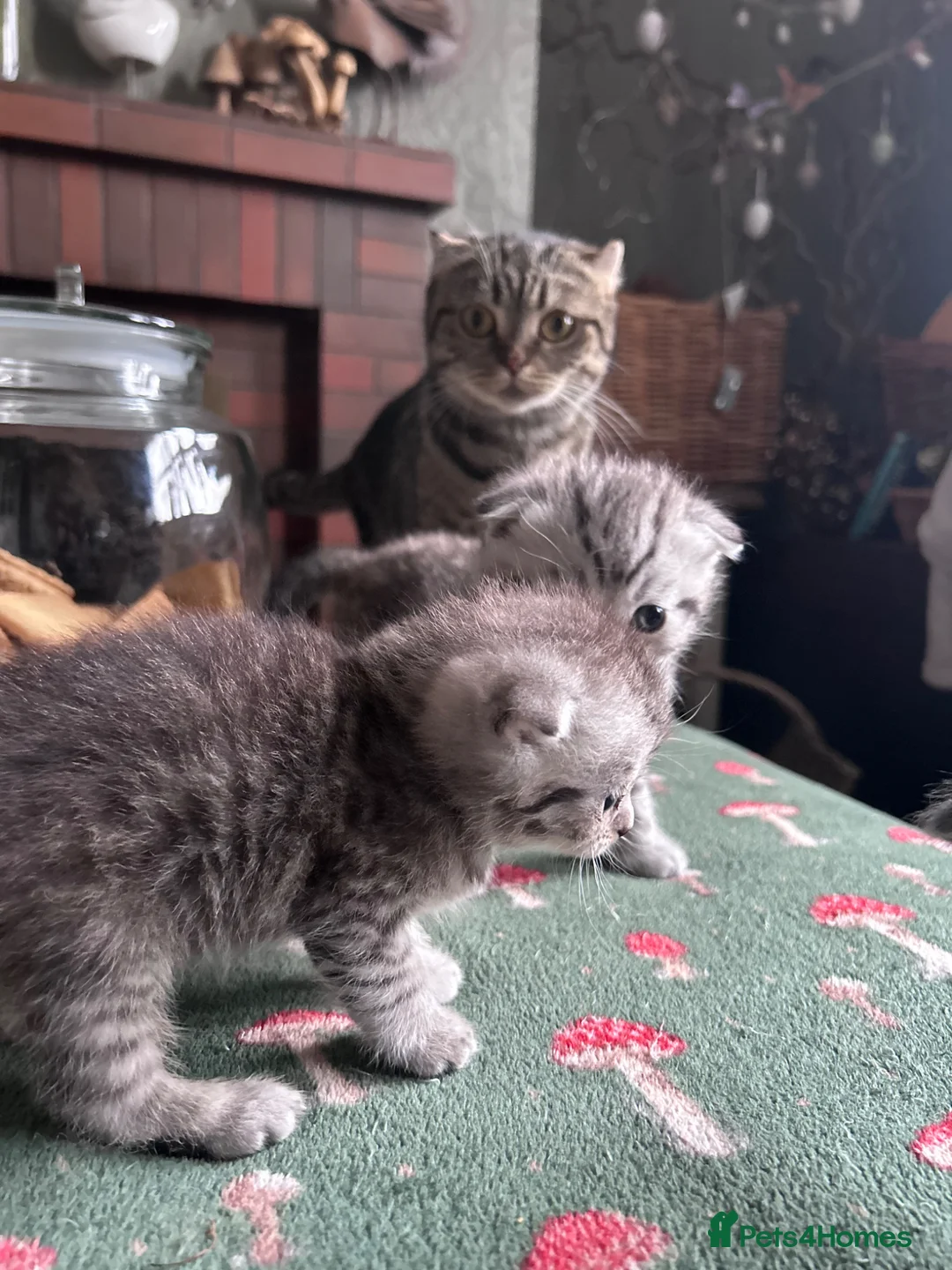 Scottish Fold cats for sale: Scottish Fold Kittens ready to reserve in Mansfield - Advert 2