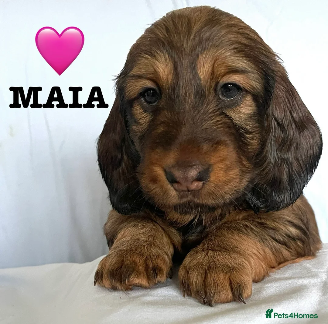 Dachshund dogs for sale: 5 KC Standard Long Hair Dachshunds - Advert 2