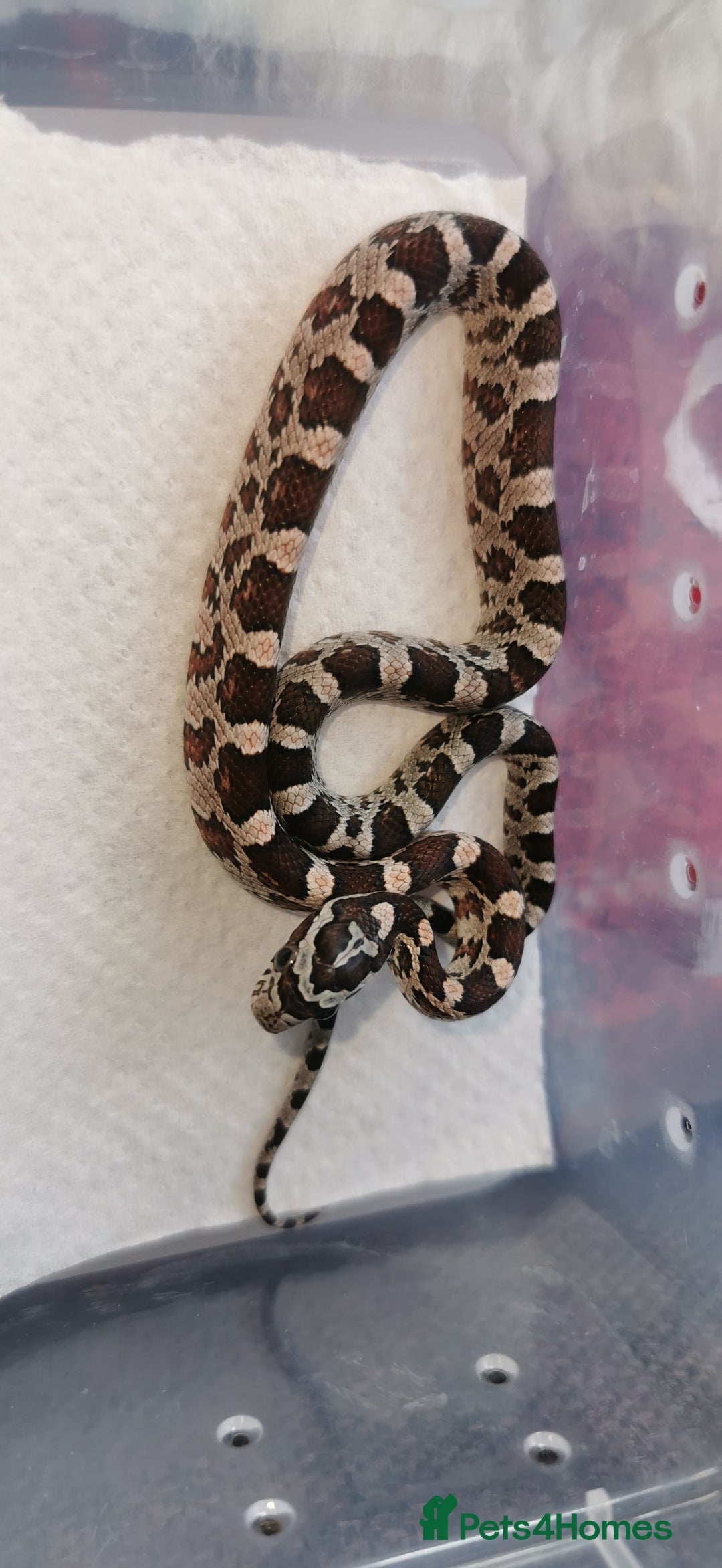 Corn Snake reptiles for sale: Baby corn snakes - Image 6