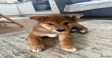 Japanese Shiba Inu dogs 🐕Health tested Pure KC Japanese Shiba Inu Puppies - Advert 3