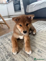 Japanese Shiba Inu dogs 🐕Health tested Pure KC Japanese Shiba Inu Puppies - Advert 3