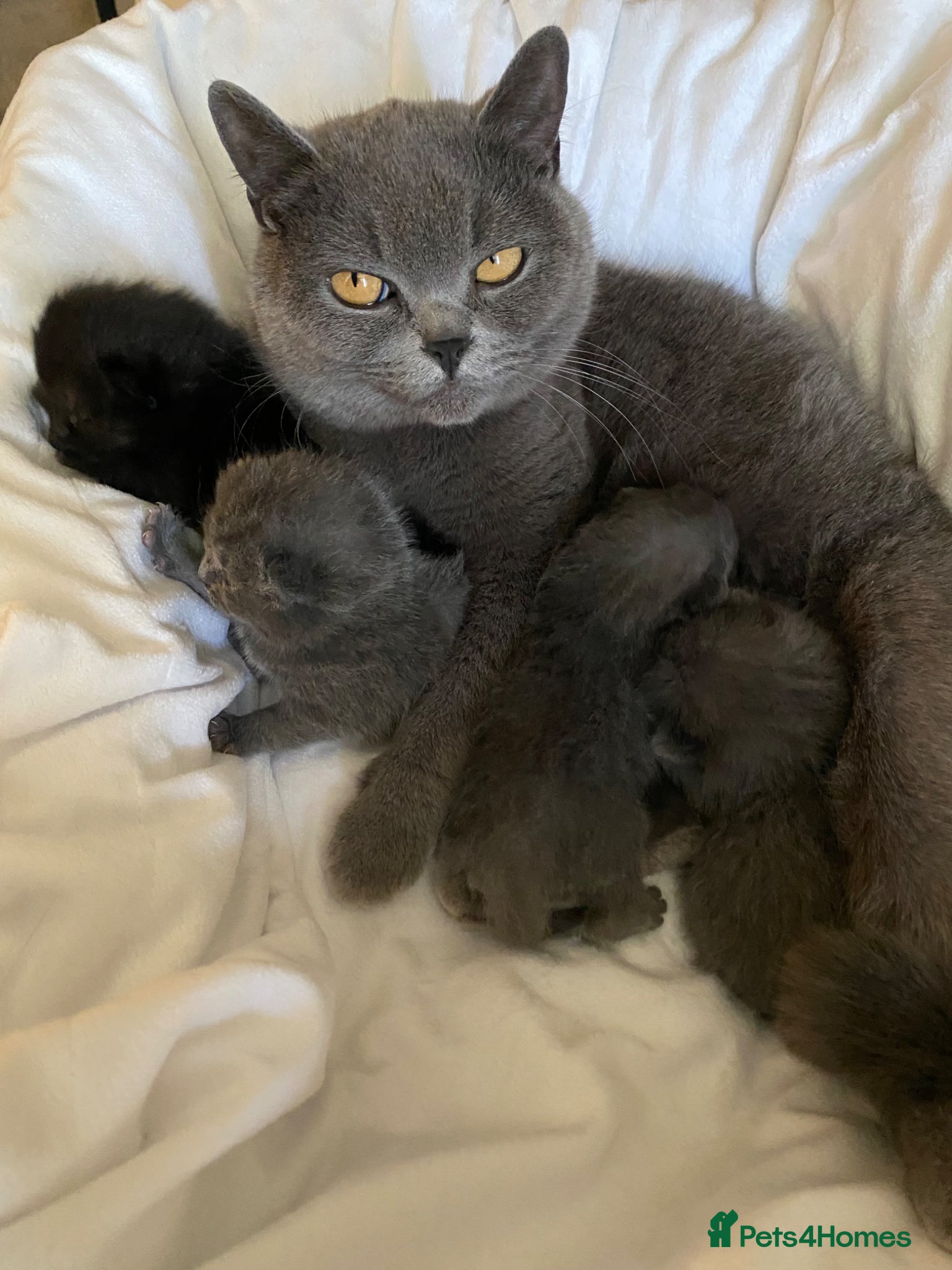 British Shorthair cats Exclusive Pedigree British Shorthair Kittens - Advert 7