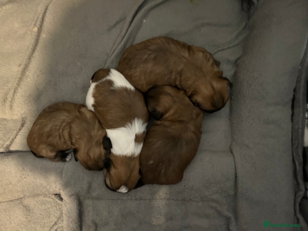 Shih Tzu dogs for sale: 2 boys 2 girls gorgeous shih tzus - Advert 6