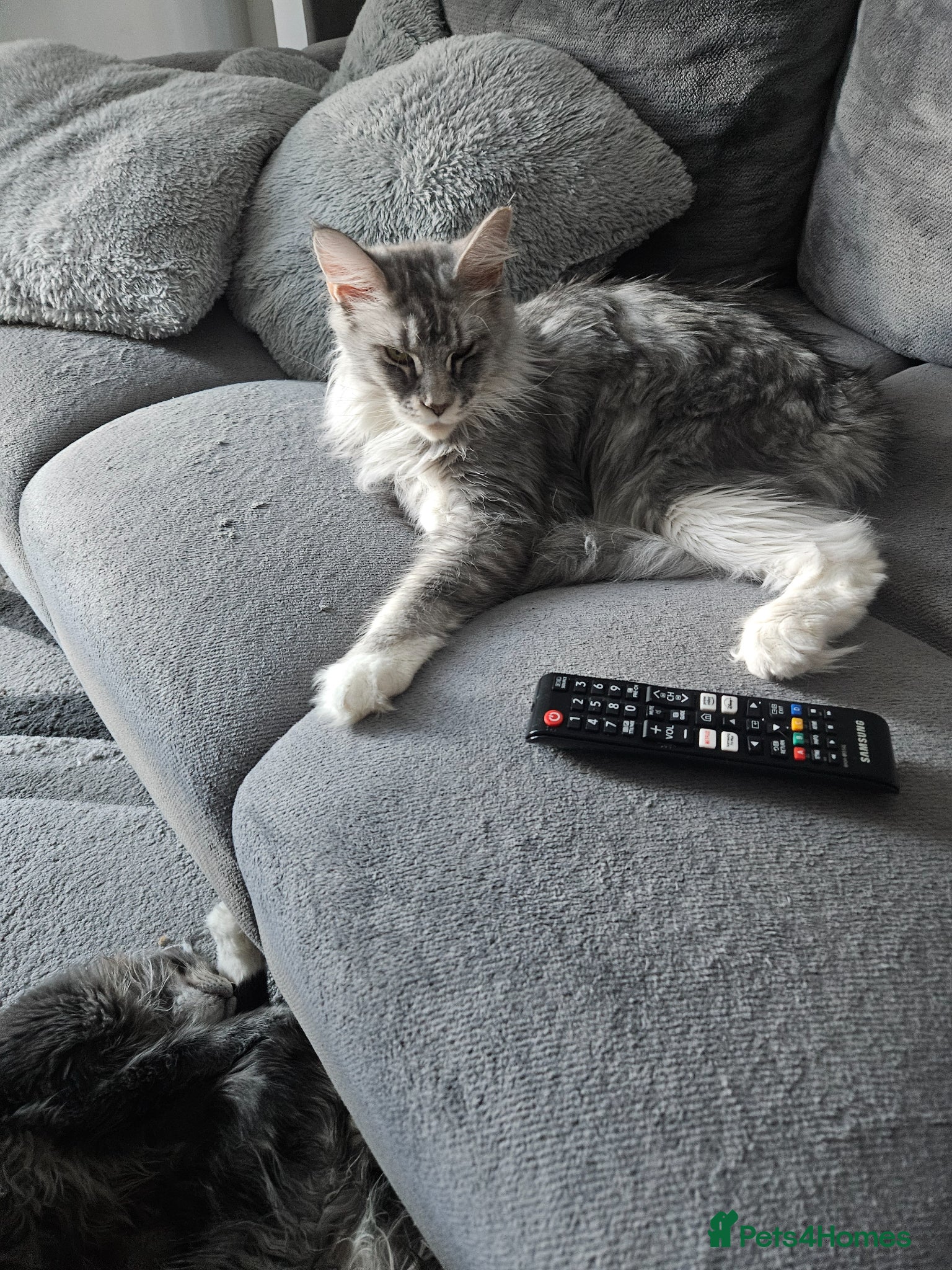 Maine Coon cats Maine coon male and female  - Advert 1