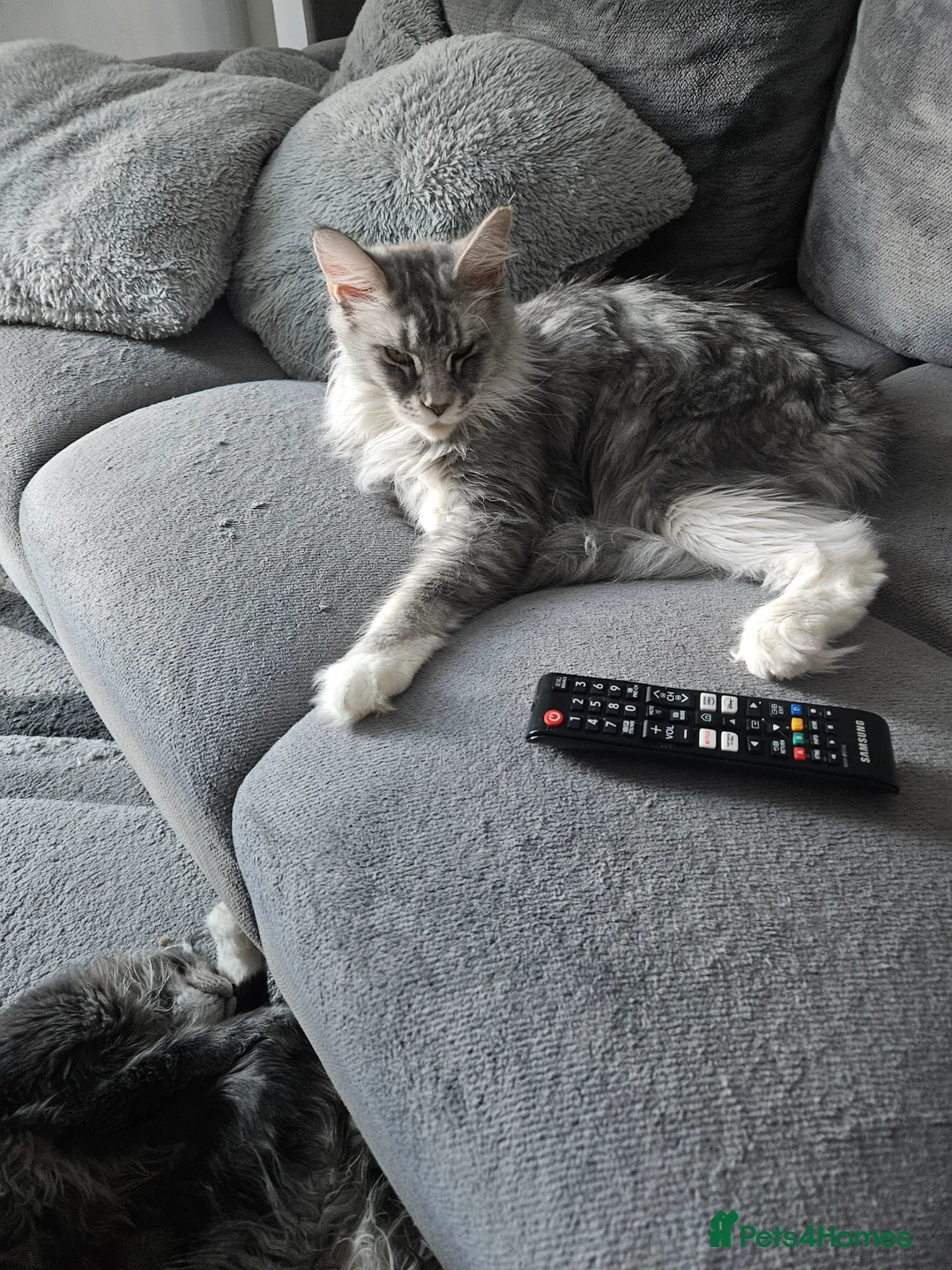 Maine Coon cats for sale: Maine coon male and female  - Advert 1