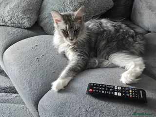 Maine Coon cats Maine coon male and female - Advert 1