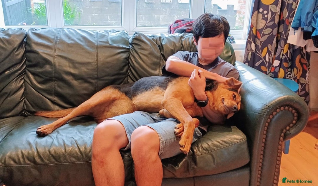 Mixed Breed dogs for adoption: Steph – 6 years old, Female, Mixed Breed - Advert 3