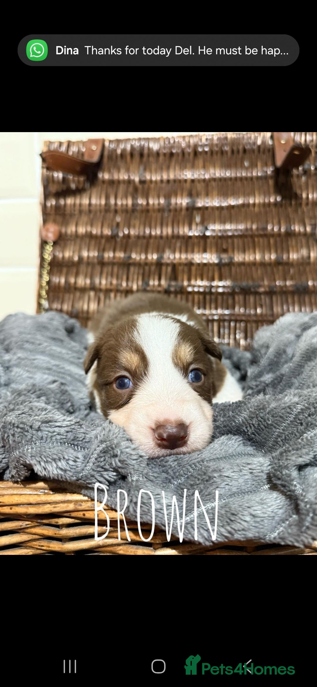 Border Collie dogs for sale: Brown,tan and white border collie pups for sale  - Advert 8