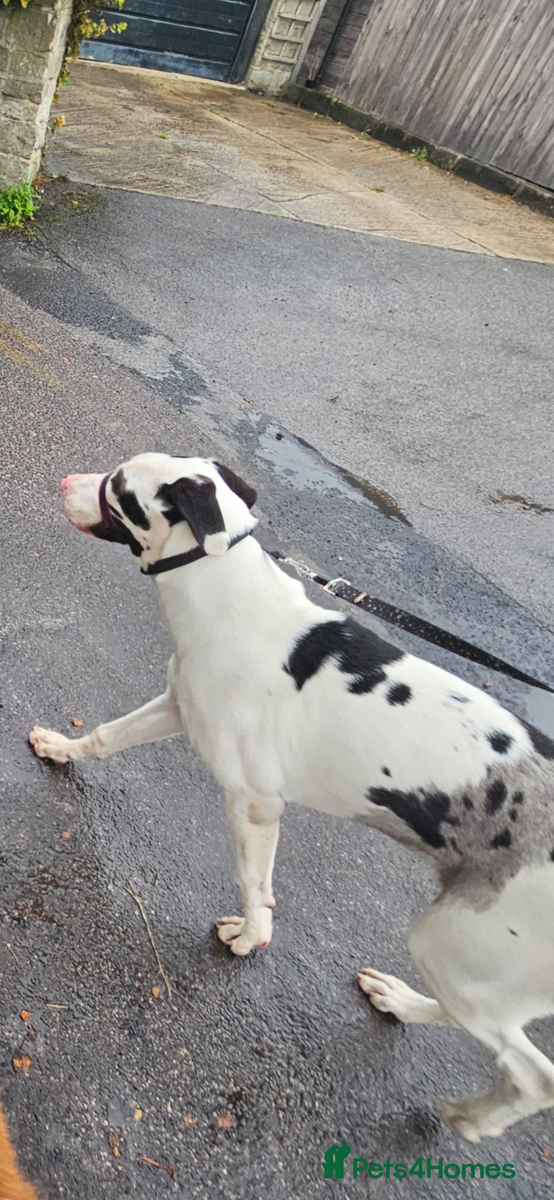 Mixed Breed dogs for sale: Great dane / American akita  pups  - Advert 7