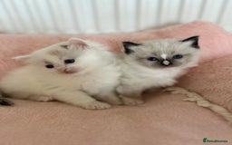 Ragdoll cats for sale: Beautiful rare pattern TICA Ragdoll babies - Image 8