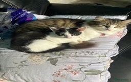 Oriental cats for sale: Male kitten - Image 4