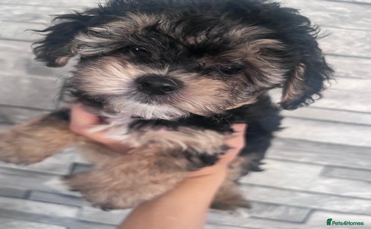 Yorkiepoo dogs - Advert 2