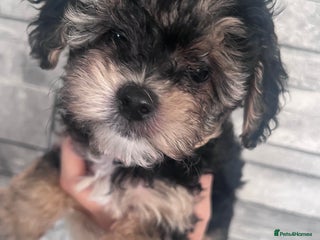 Yorkiepoo dogs - Advert 11