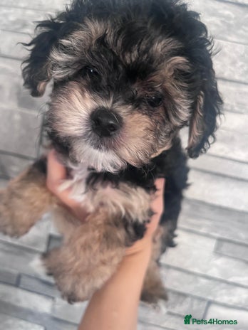 Yorkiepoo dogs - Advert 13