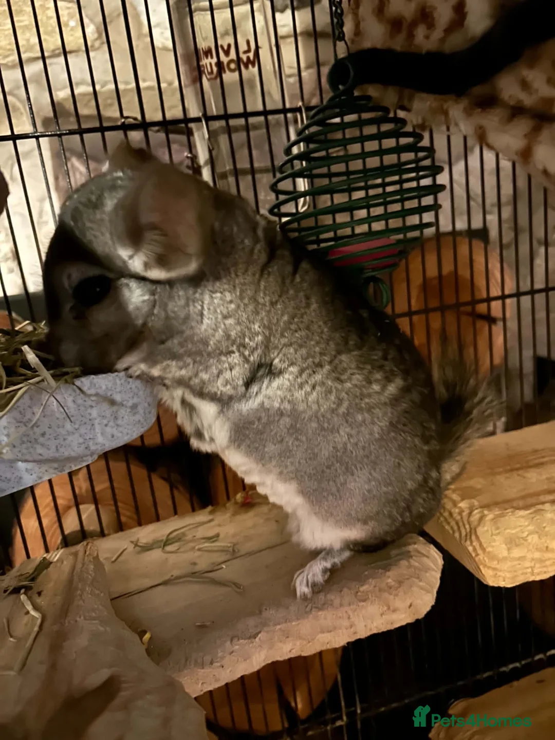 Mixed Breed cats for adoption: ❤️ CUTE BONDED MALE & FEMALE CHINCHILLAS ❤️ - Advert 1