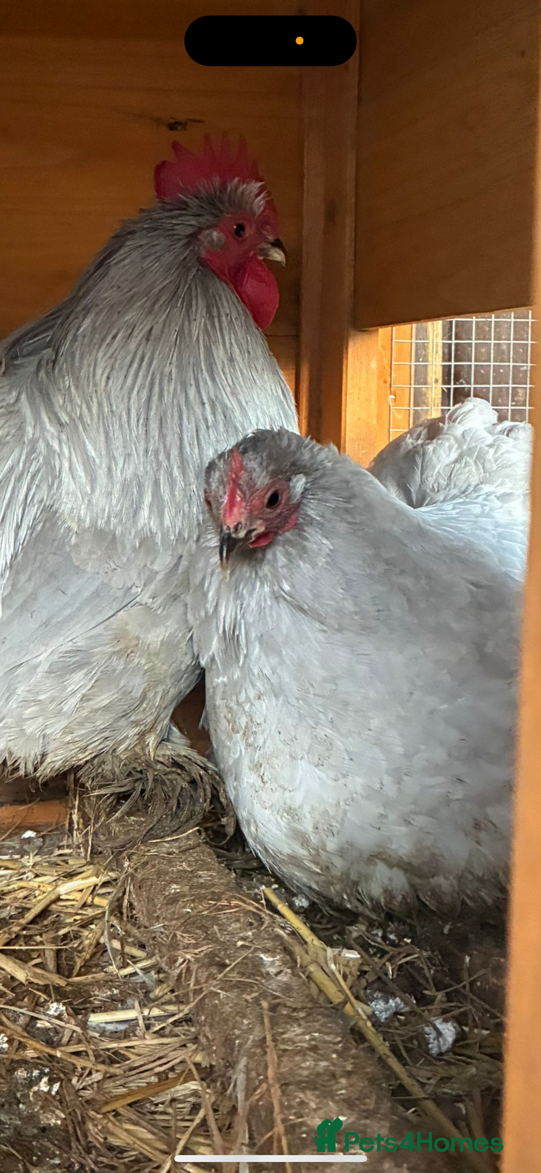 Chickens poultry for sale: Lavender pekin battle point of lay  - Advert 3