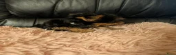 Chihuahua dogs for sale: Three small Yorkshire terriers for sale - Advert 9
