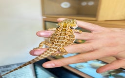 Bearded Dragon reptiles for sale: Last 3 baby dragons AVAILABLE NOW  - Image 14