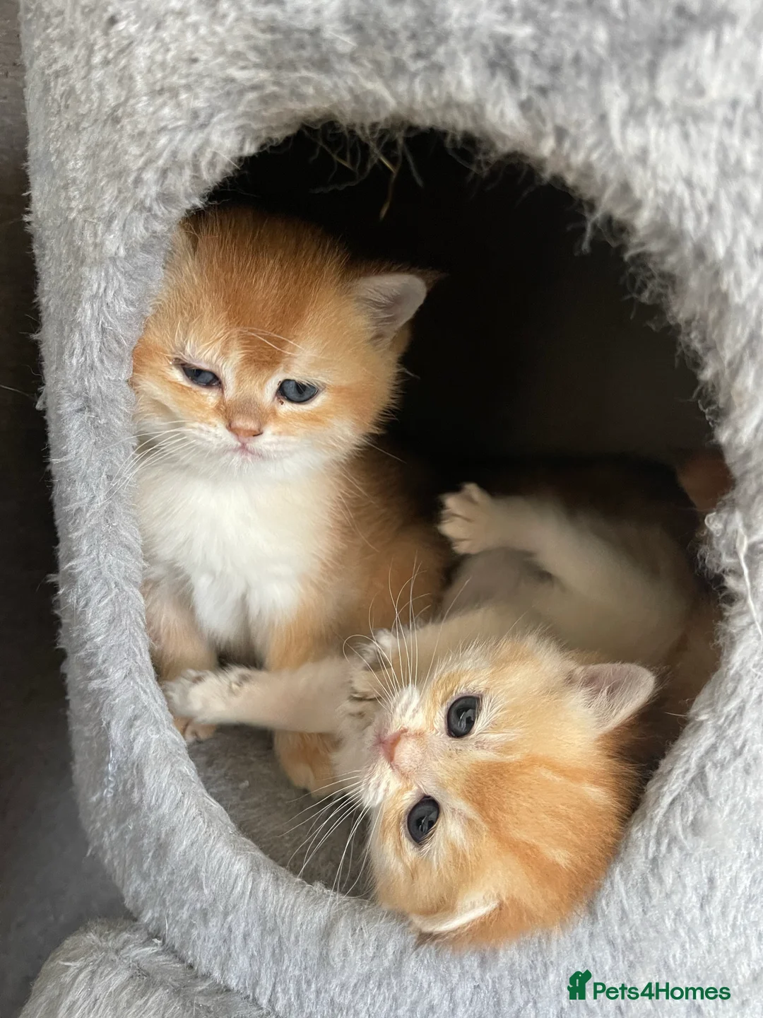 Scottish Fold cats for stud: GOLDEN CHINCHILLA NY11 SCOTTISH FOLD FOR STUD. in London - Advert 6