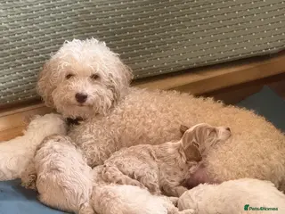 Labradoodle dogs Gorgeous 3rd Gen Miniature Labradoodle Puppies - Advert 6