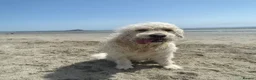 Goldendoodle dogs for stud: Proven F1 Goldendoodle for Stud in Penzance - Advert 13