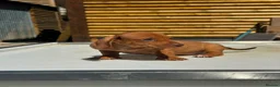 Dachshund dogs for sale: Miniature dachshund! - Advert 7