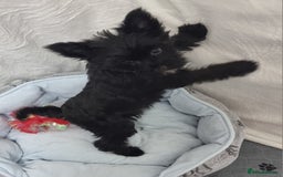 Yorkshire Terrier dogs for sale: Yorkshire Terrier puppies  - Image 26