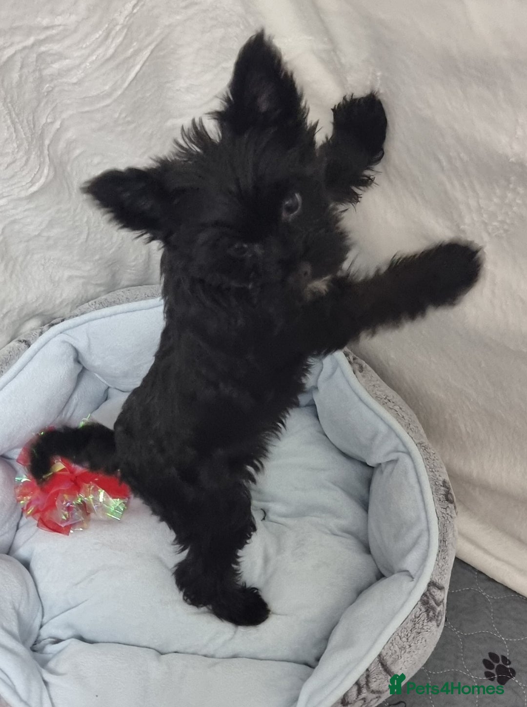 Yorkshire Terrier dogs for sale: Yorkshire Terrier puppies  - Image 26