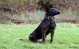 Belgian Shepherd Dog dogs for sale: Stunning Dutch Shepherd Female - Advert 2