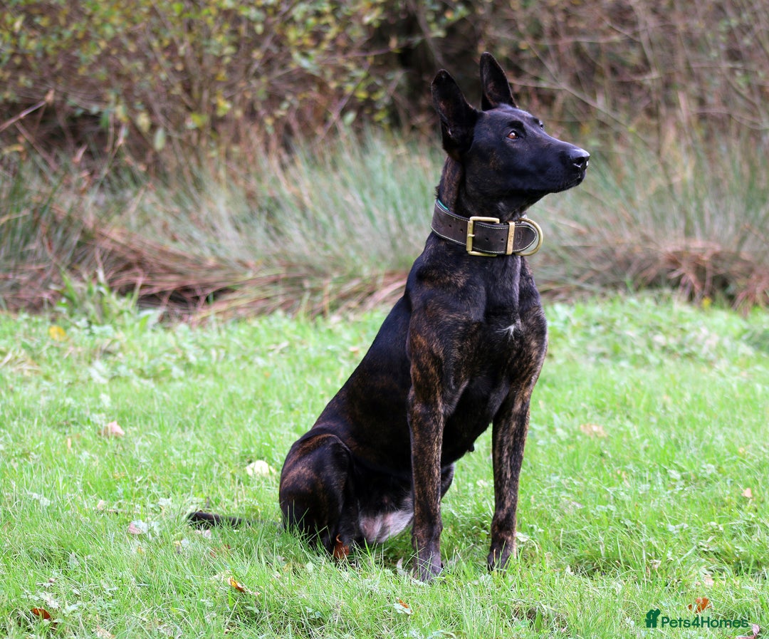 Belgian Shepherd Dog dogs for sale: Stunning Dutch Shepherd Female - Advert 2