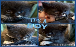 Ragdoll cats for sale: Ragdoll X Persian - Image 7