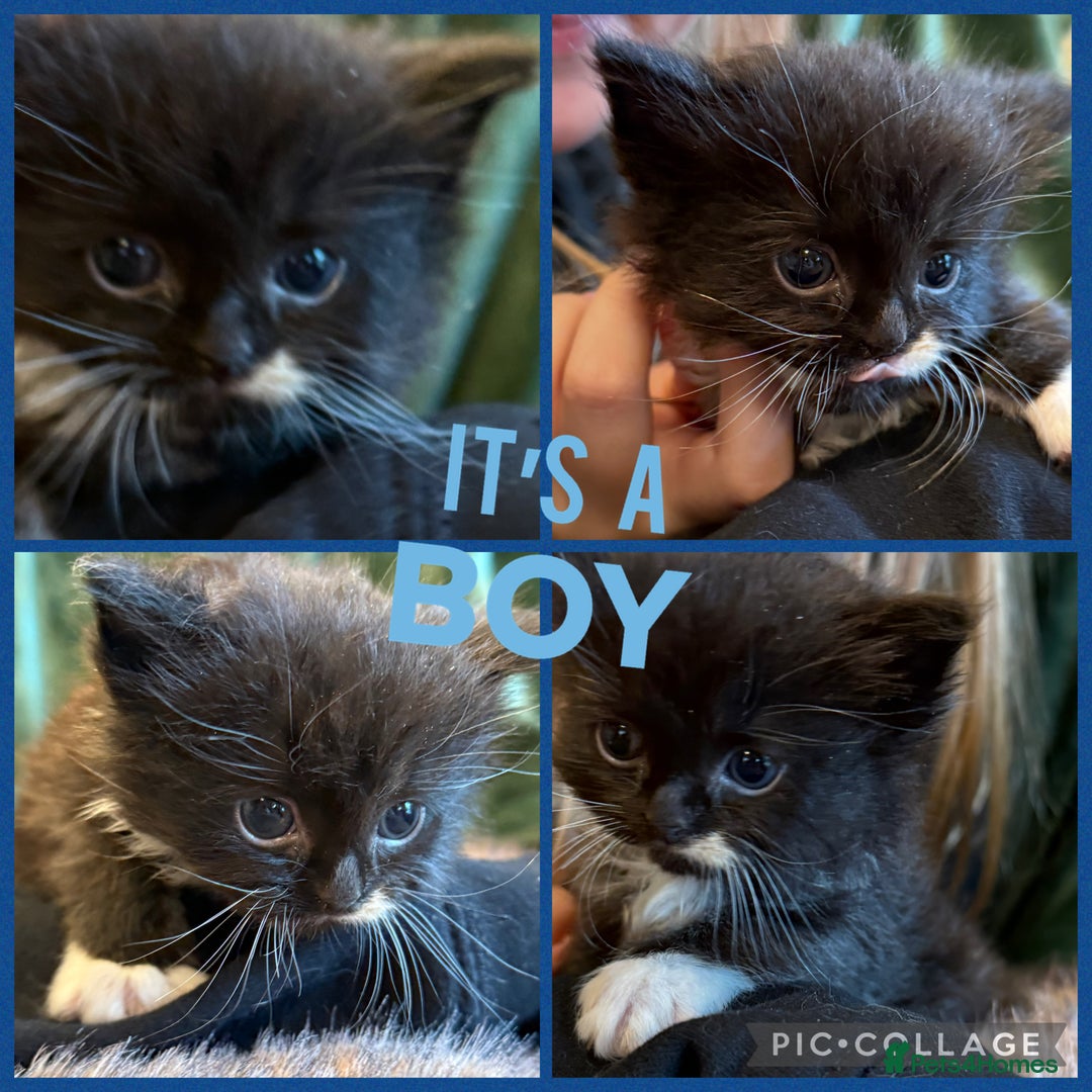 Ragdoll cats for sale: Ragdoll X Persian - Image 7
