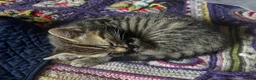 Ragdoll cats for sale: Ragdoll x - Advert 2