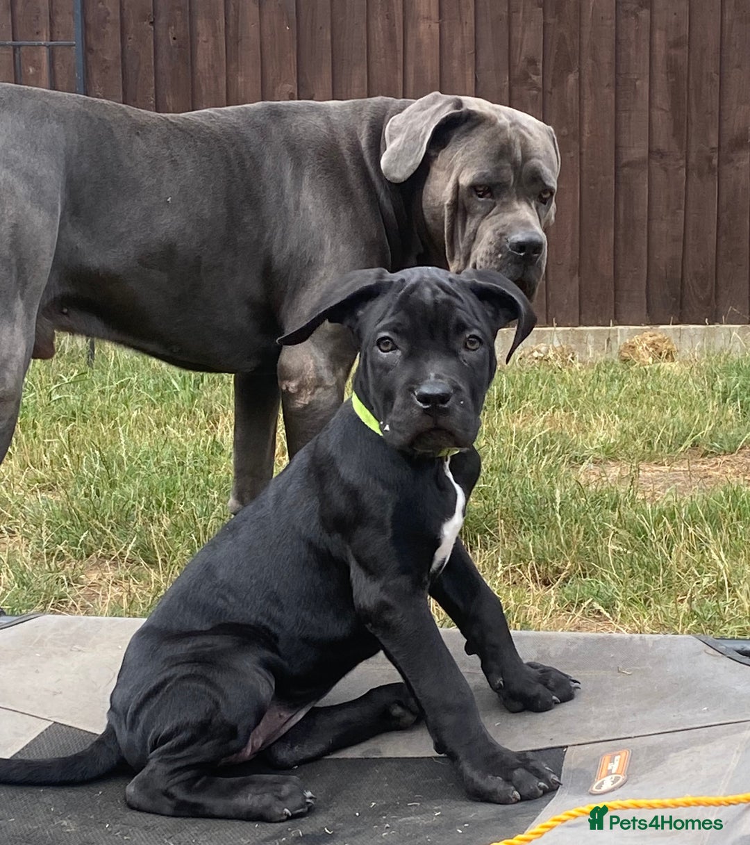 Cane Corso dogs for sale: Big Pure Cane Corso Puppies Ready Now!  - Image 6