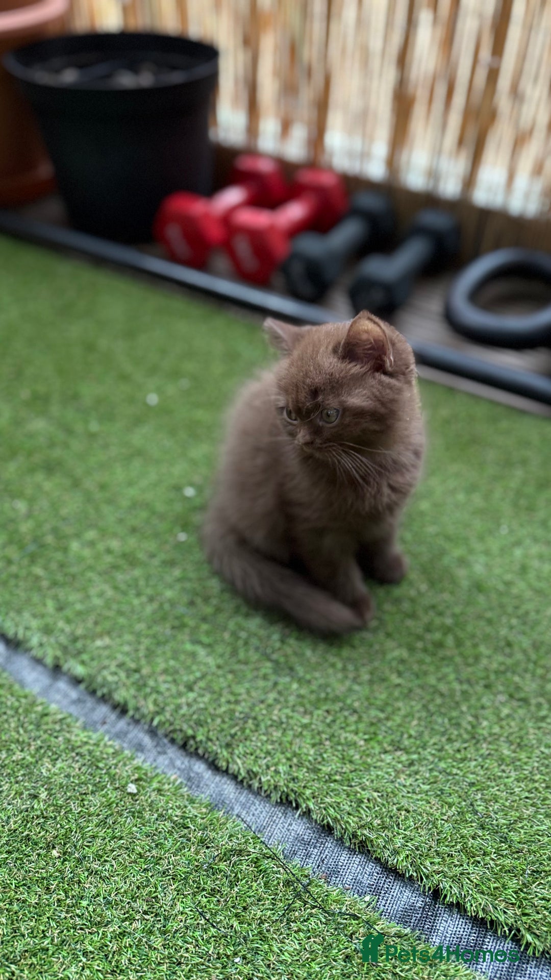 British Shorthair cats for sale: 🍫 Two Chocolate Girls British Shorthair Kittens🤎 - Image 14