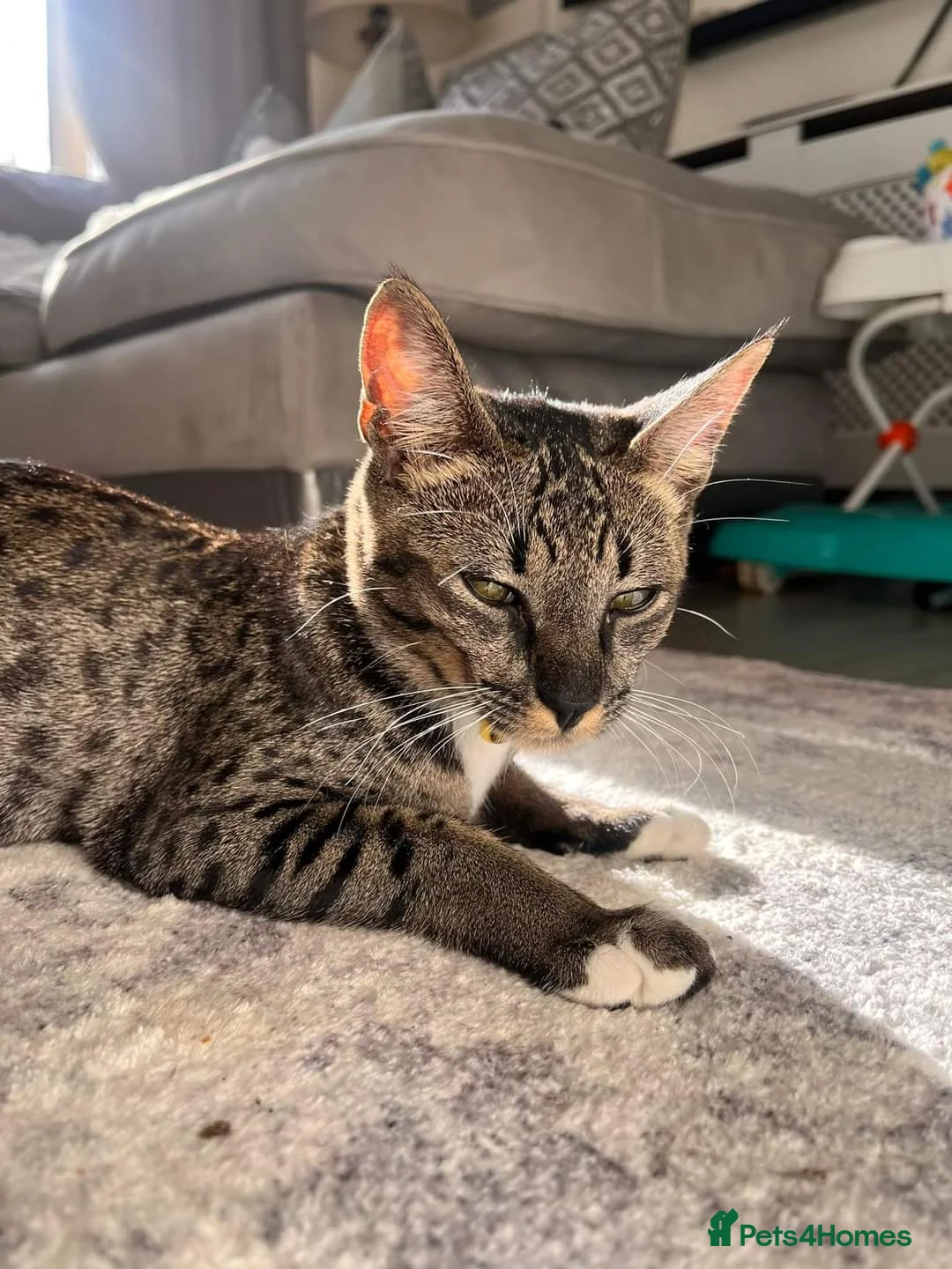 Bengal cats for sale: 🌟 Savannah × Snow Bengal Kittens 🌟 RARE - Advert 4