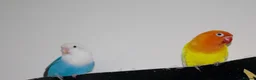 Lovebirds birds for sale: Beautiful Bonded Pair 💙💛 Lovebirds - Advert 4