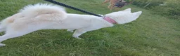 Akita dogs for sale: Akita puppy in Birmingham - Advert 8