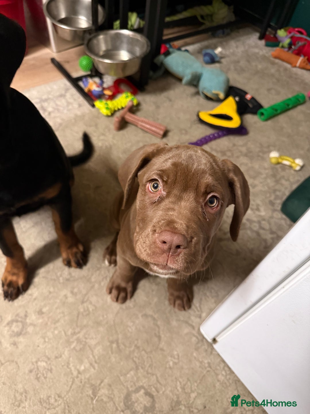 Cane Corso dogs for sale: Cane corso callie - Advert 2