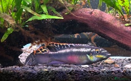 Tetras fish for sale: Fish and full set up - Image 1