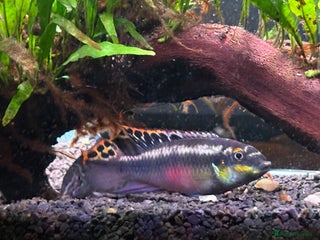 Tetras fish - Advert 2