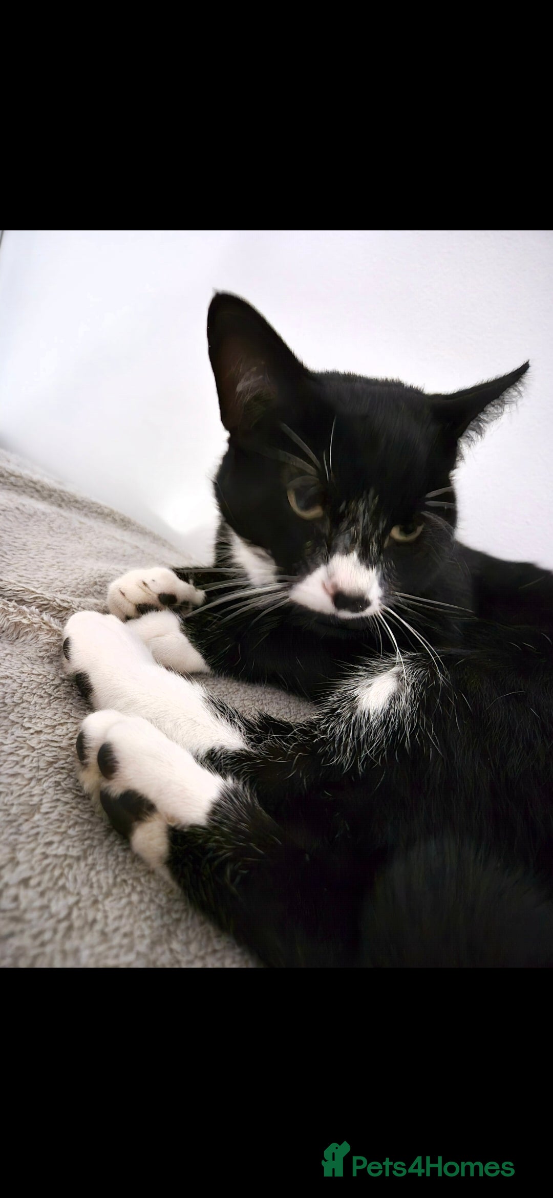 Mixed Breed cats for sale: Male bengal/mix black cat - Advert 1